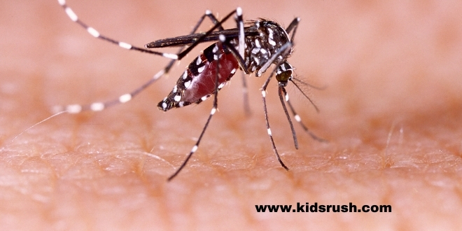 How does dengue affect children?