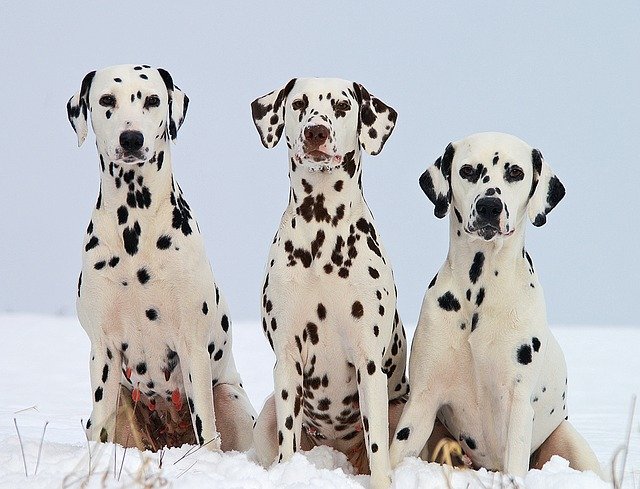 you can choose Dalmatian dog for children